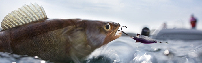 fishfindergps